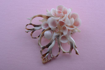 Shell Brooch